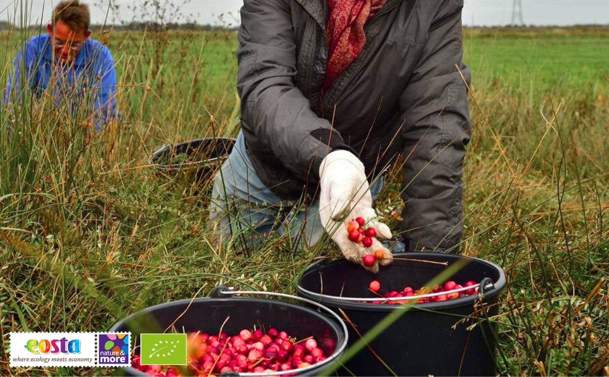 Sustainable organic cranberries for Christmas! (2)